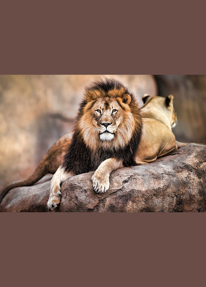 Постер плакат "Гордый Король" 61x91.5см (ps-001771) Pyramid International (334325355)