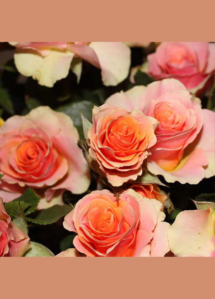 Саджанці бордюрних троянд Ізіс Садовий-Розмай (301221306)