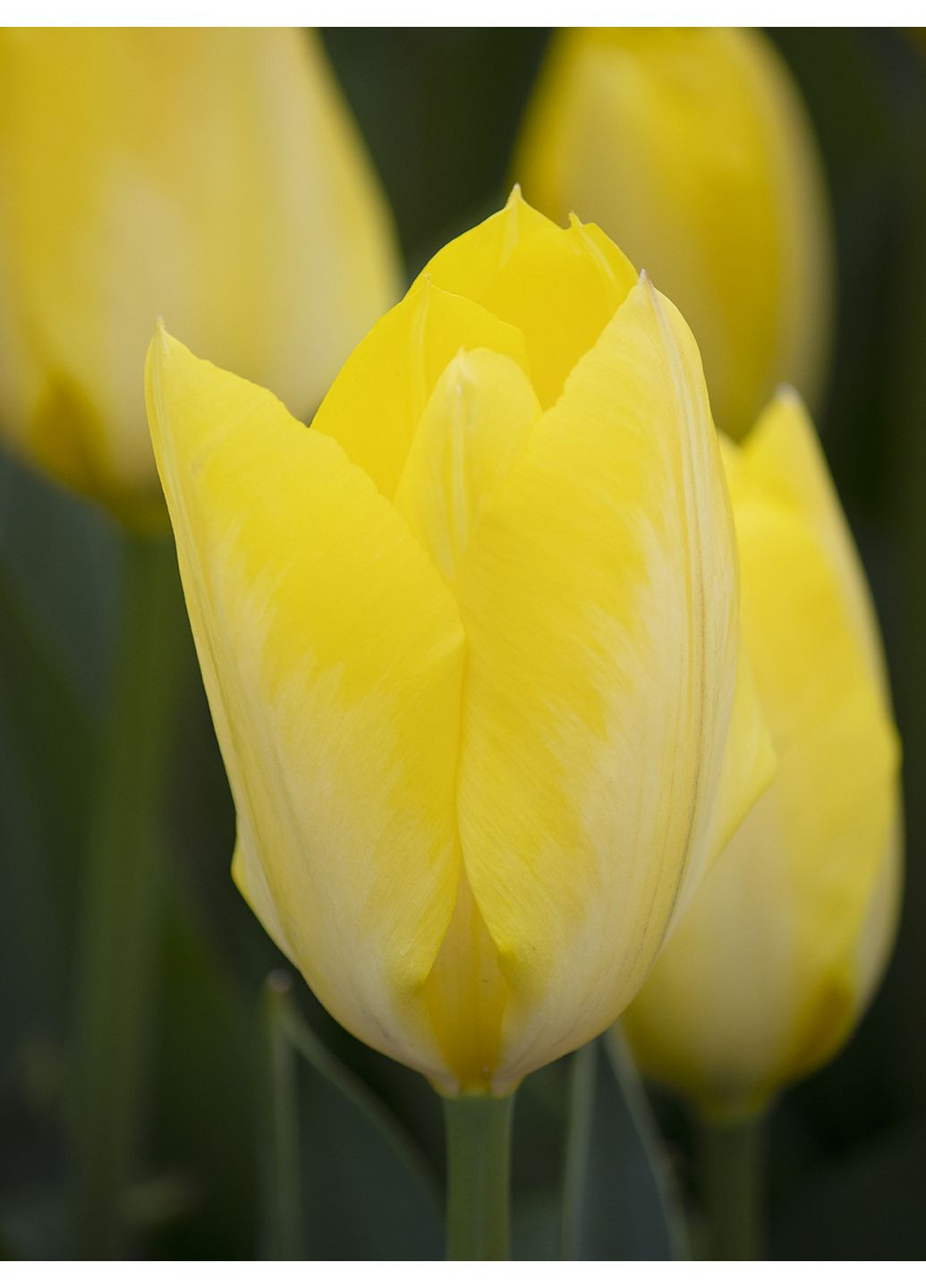 Тюльпан Yellow Purissima (2 шт. в упаковці) No Brand (364534795)