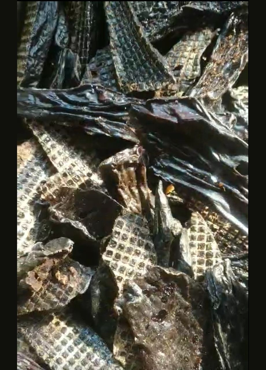 Печінка яловича ТМ ProfiFoods 500 грамів Profi Foods (355380945)