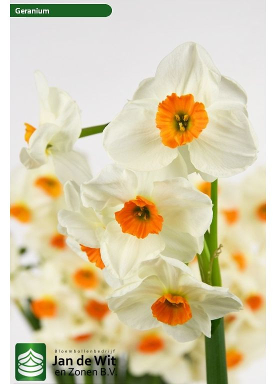 Луковицы нарцисса Geranium (упаковка 5 шт) Нидерланды Jan de Wit en Zonen B. V. (372667766)