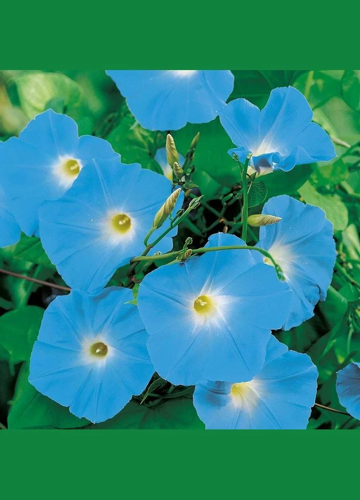 Семена Ипомея Голубая 1 г GL Seeds (321970999)
