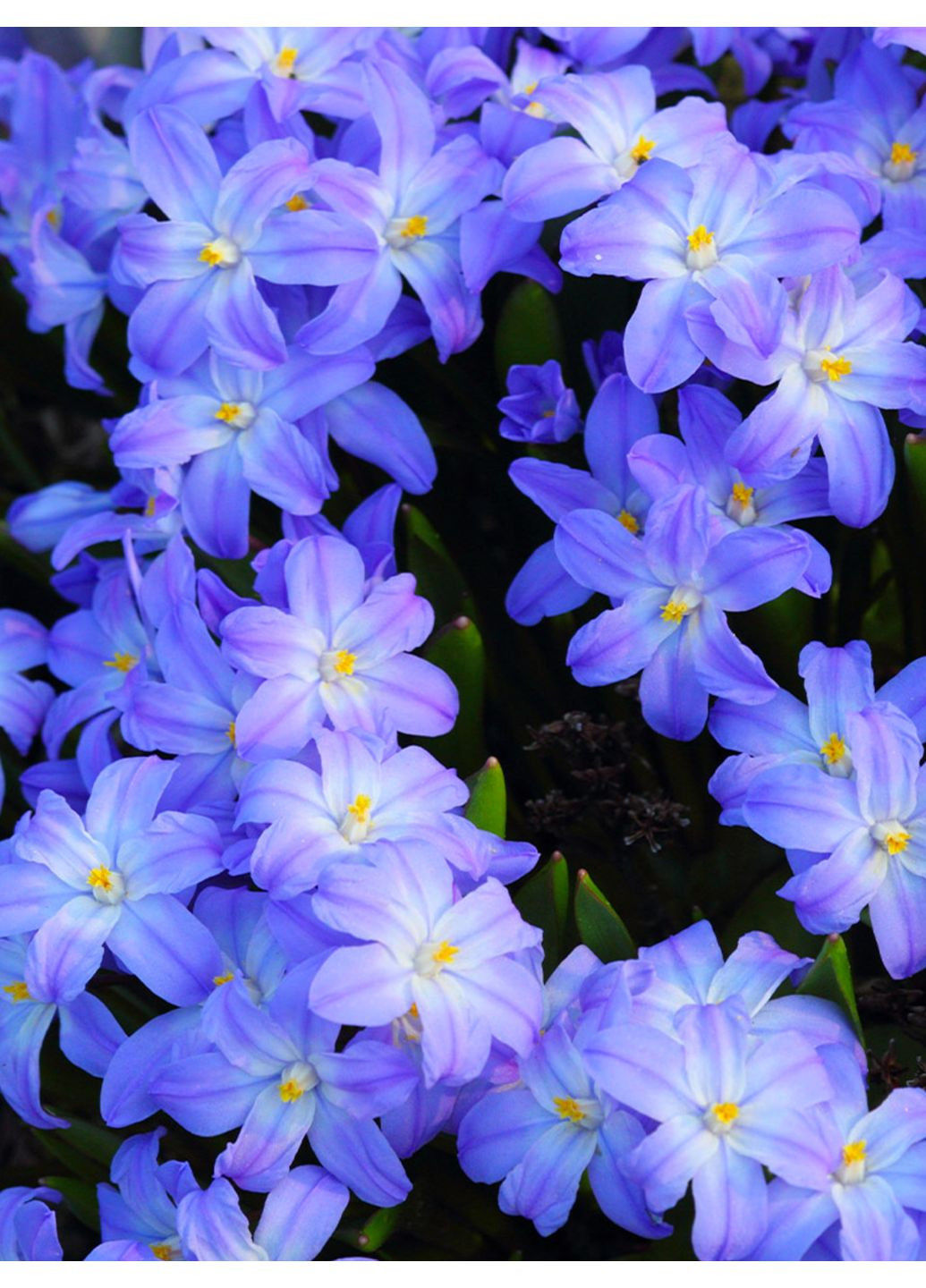 Хионодокса Forbesii (5 шт. в упаковке) No Brand (364535269)