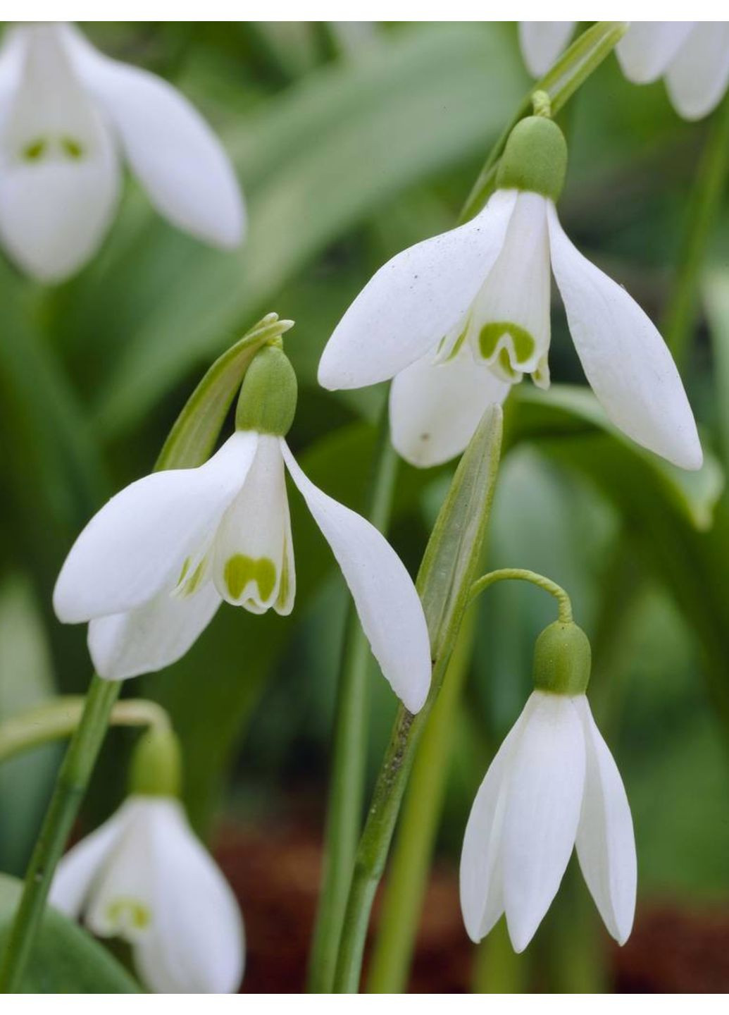 Подснежник Elwesii (5 шт.) в упаковке) No Brand (364535889)