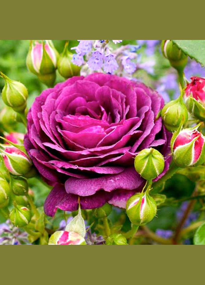 Саженцы роз флорибунда Эбб Тайд Садовий-Розмай (301220944)