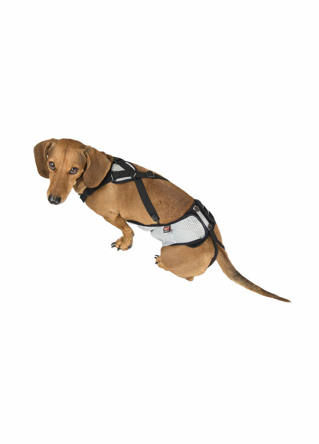 Трусы для кобелей размер М Серый с черным Frakishtak (315780816)