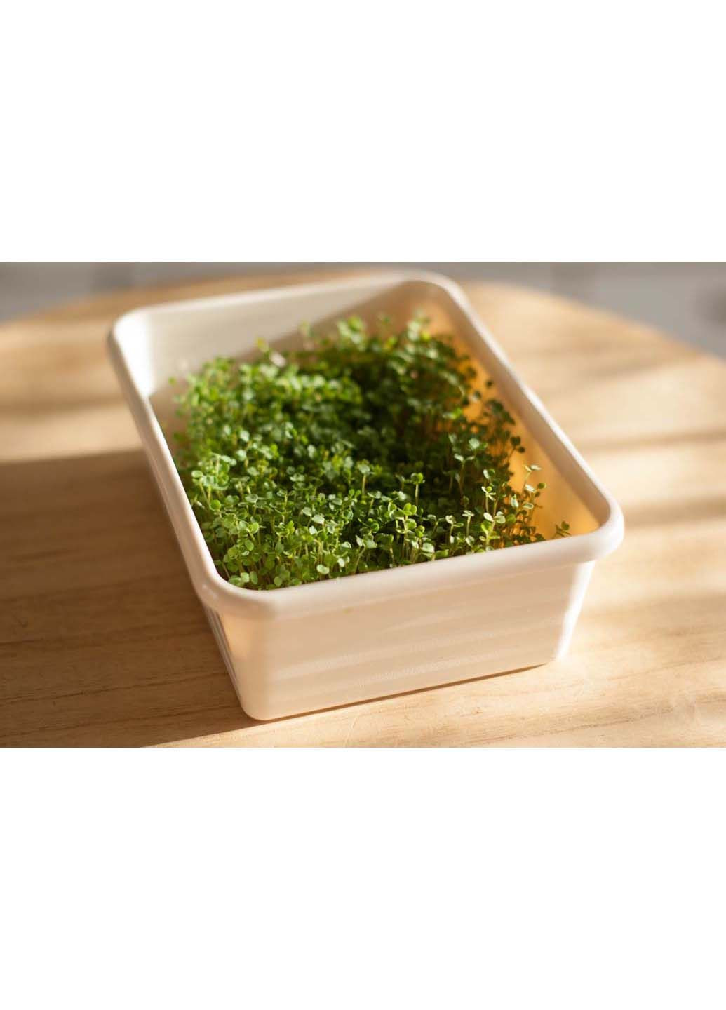 Подарунковий набір для Мікрогрину Люцерна Экокуб (295658328)