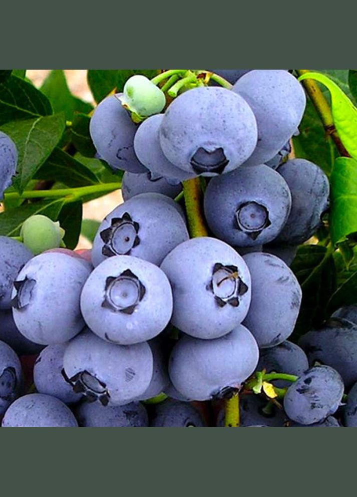 Саженцы голубики Бонус - 2-летний Садовий-Розмай (301221197)