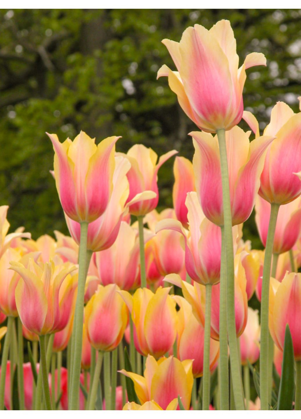 Тюльпан Blushing Lady (2 шт.) в упаковке) No Brand (364535221)