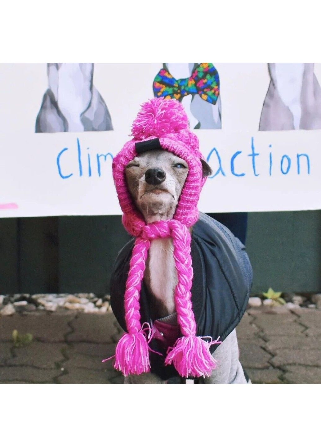 Шапка для собак и кошек "Beauty" Pink Size S Xtep (319664453)