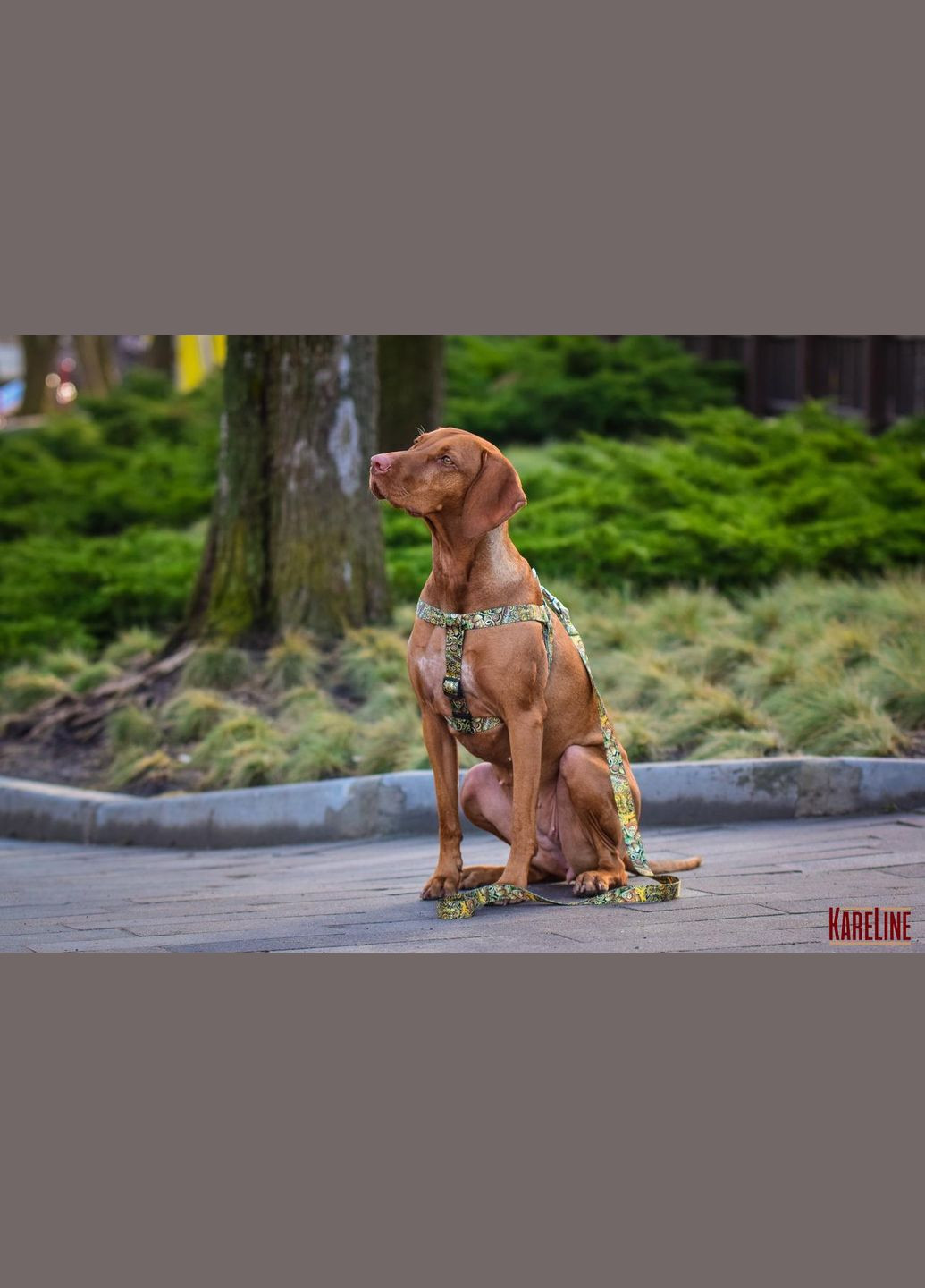 Поводок из нейлона с узором "AFRO" 20 мм 1800 мм Kareline (339075395)