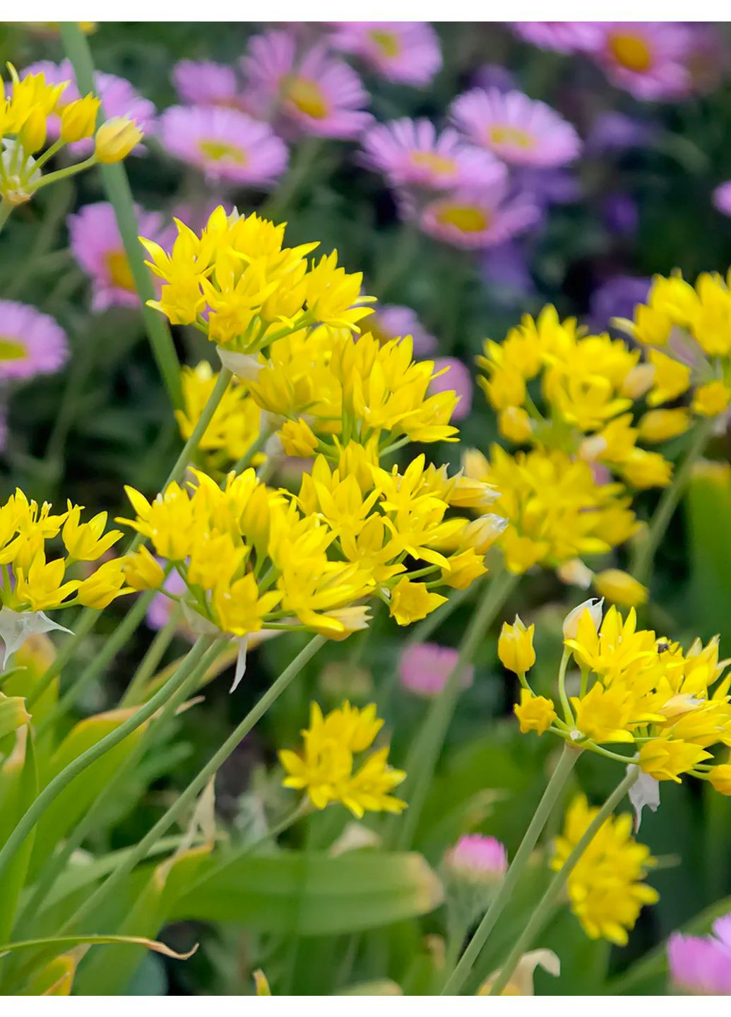 Аллиум Moly (5 шт.) в упаковке) No Brand (364535994)