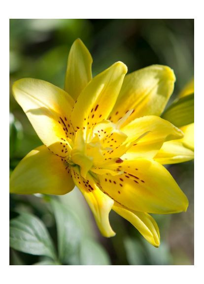 Лилия Fata Morgana (14/16) No Brand (364535333)