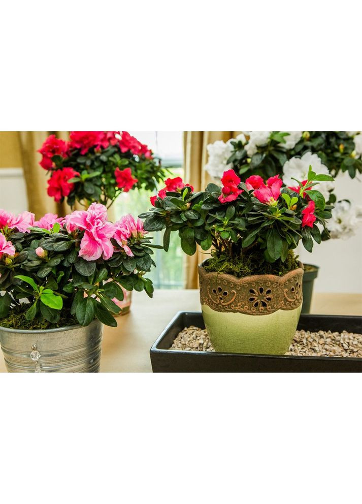 Торфосмесь для рододендронов и гортензий 50 л 1751 Compo (316627249)