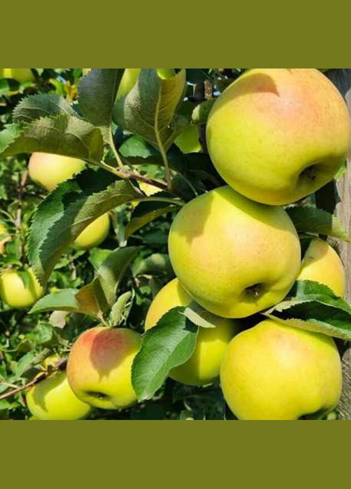 Саженцы яблони Орион - 2-летний Садовий-Розмай (301220616)