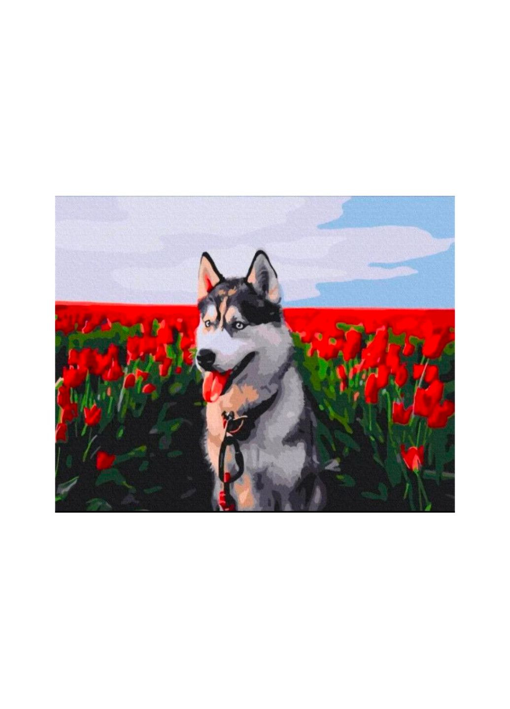 Картина за номерами "Хаскі в тюльпановому полі", 40х50 см, BS30983 Brushme (292145632)