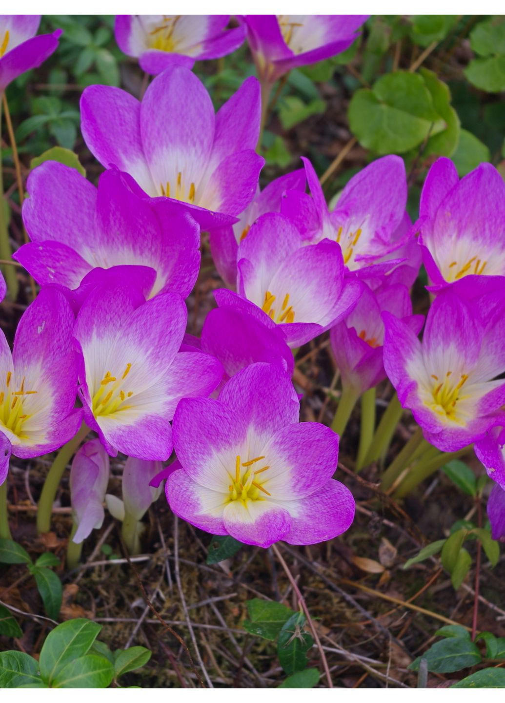 Пізньоцвіт Glory of Heemstede No Brand (364535414)