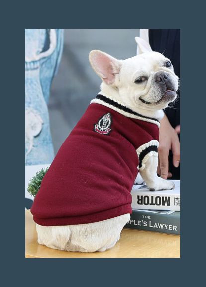 Жилет для собак теплый на флисе бордового цвета XS No Brand (299840245)