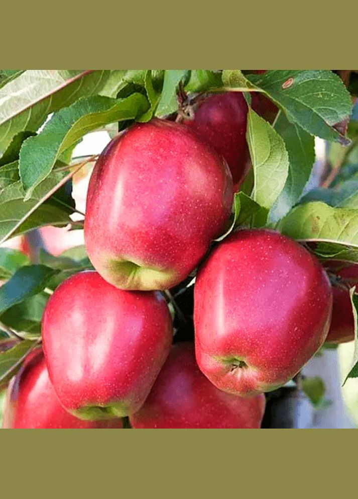 Саджанці яблуні Глостер - 2-річний Садовий-Розмай (301220255)