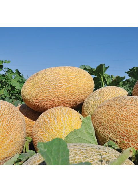 Семена дыни Amal F1 30 шт (2742655576) Clause (362135270)