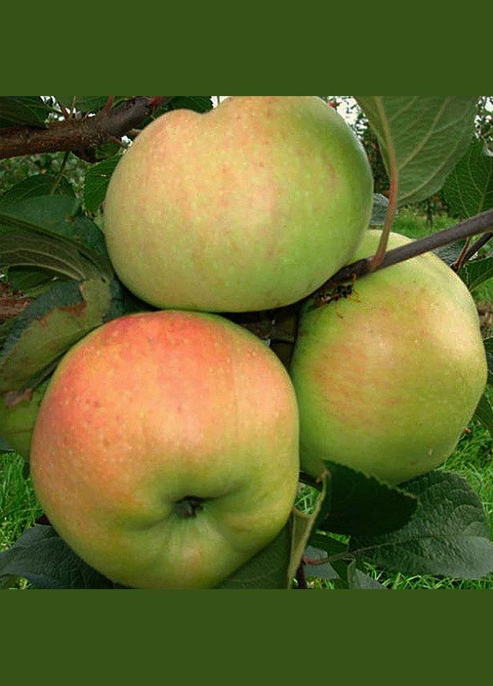 Саджанці яблуні Пепінка - 1-річний Садовий-Розмай (301220642)