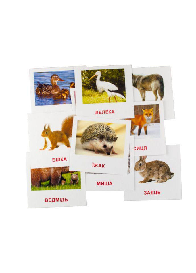 Розвиваючі картки "Лісові мешканці" (110х110 мм) 66425 укр. /англ. мовою Зірка (316634214)