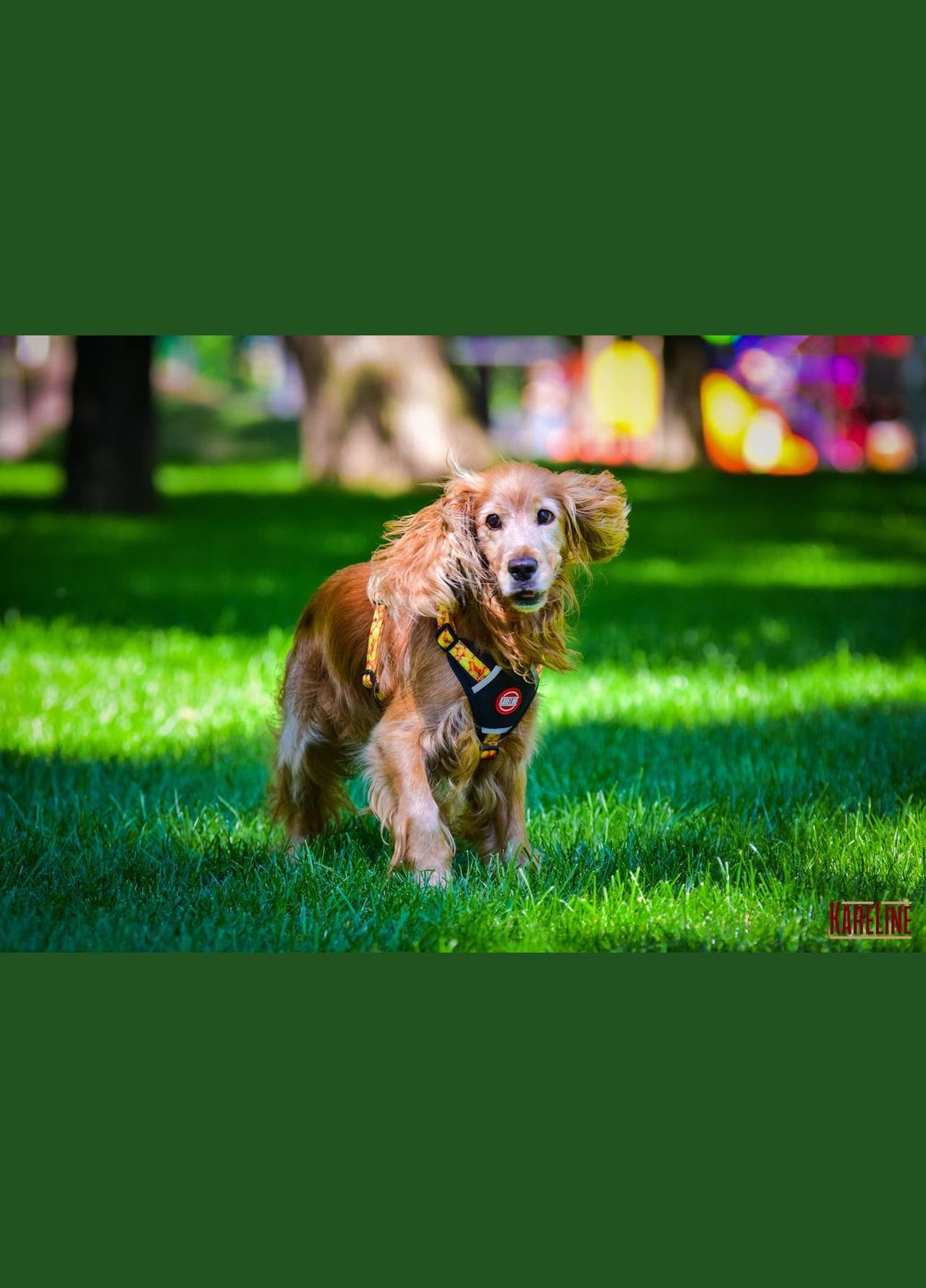 Шлея з нейлону з візерунком "MONEY", логотипом та пластиковою пряжкою 15 мм А:320-420 мм, В:400-500 мм Kareline (339075542)