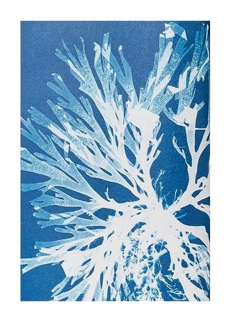 Книга Anna Atkins. Cyanotypes (9783836596039) Taschen (364656052)