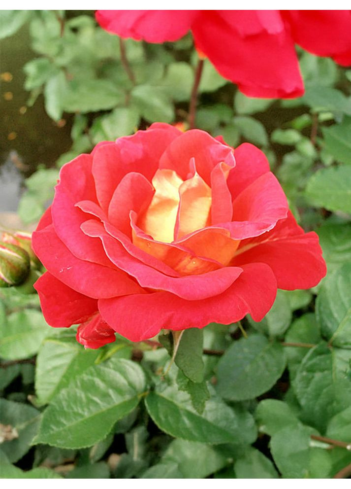 Троянда плетиста Peacock Eye No Brand (364535214)