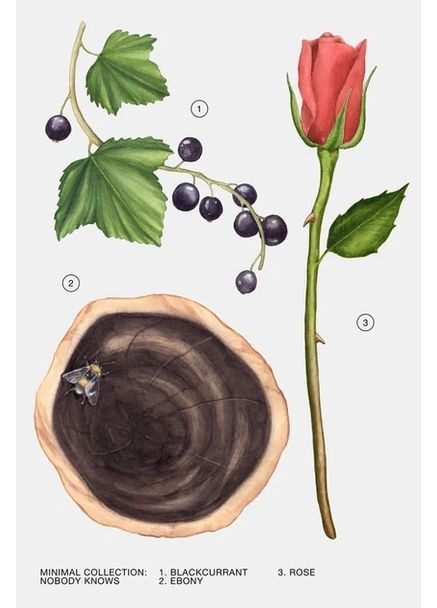 Парфумована вода Nobody knows 30 ml Zara (370269042)