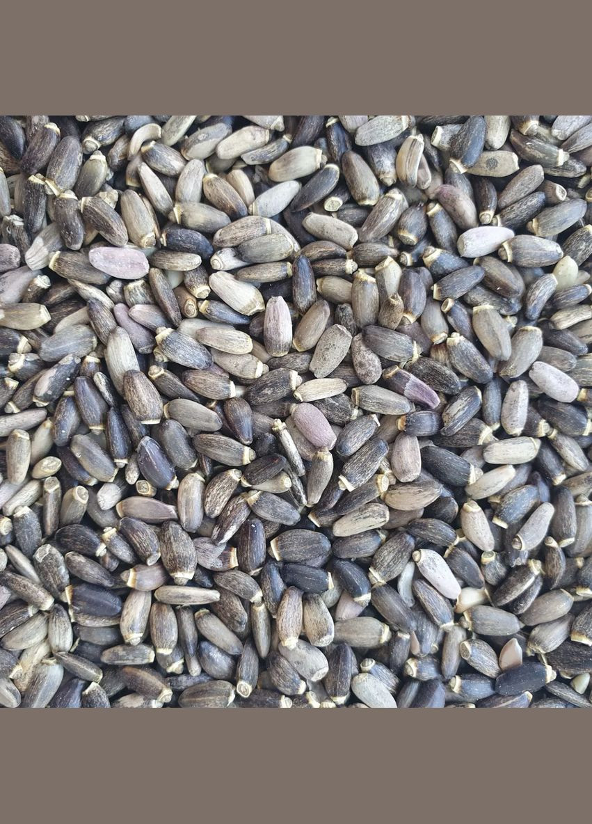 100 г расторопша пятнистая плоды сушеные - свежий урожай No Brand (326603736)