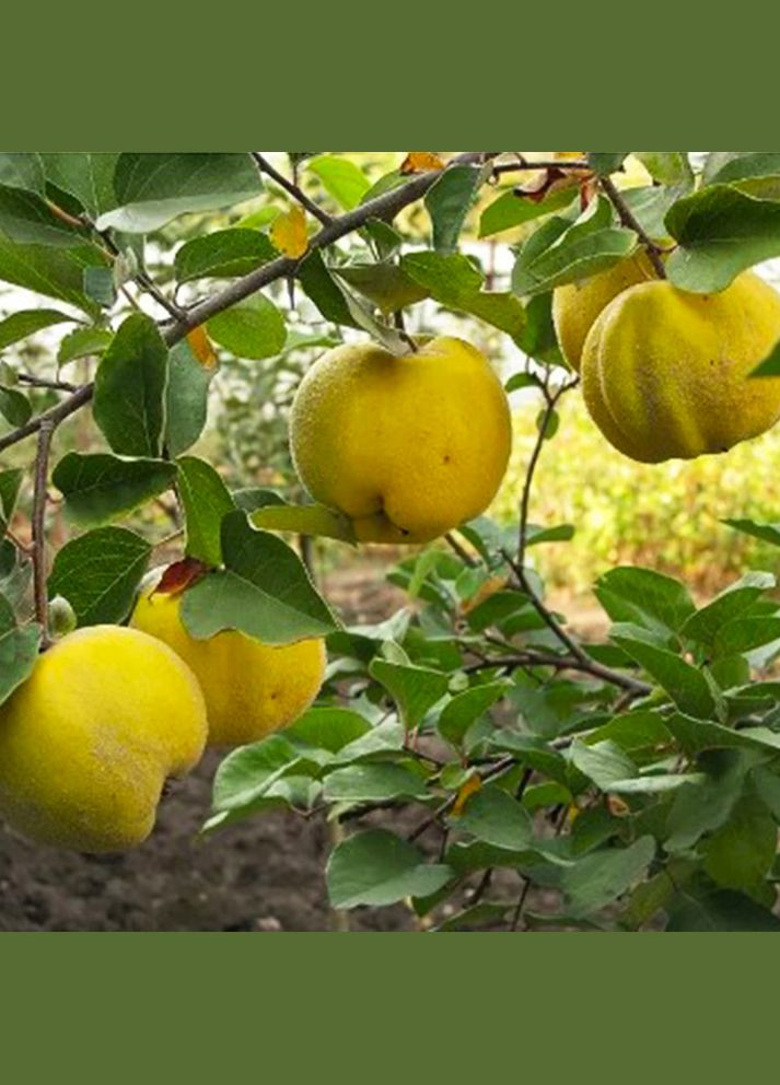 Саженцы айвы Академическая - 1-летний Садовий-Розмай (301220934)