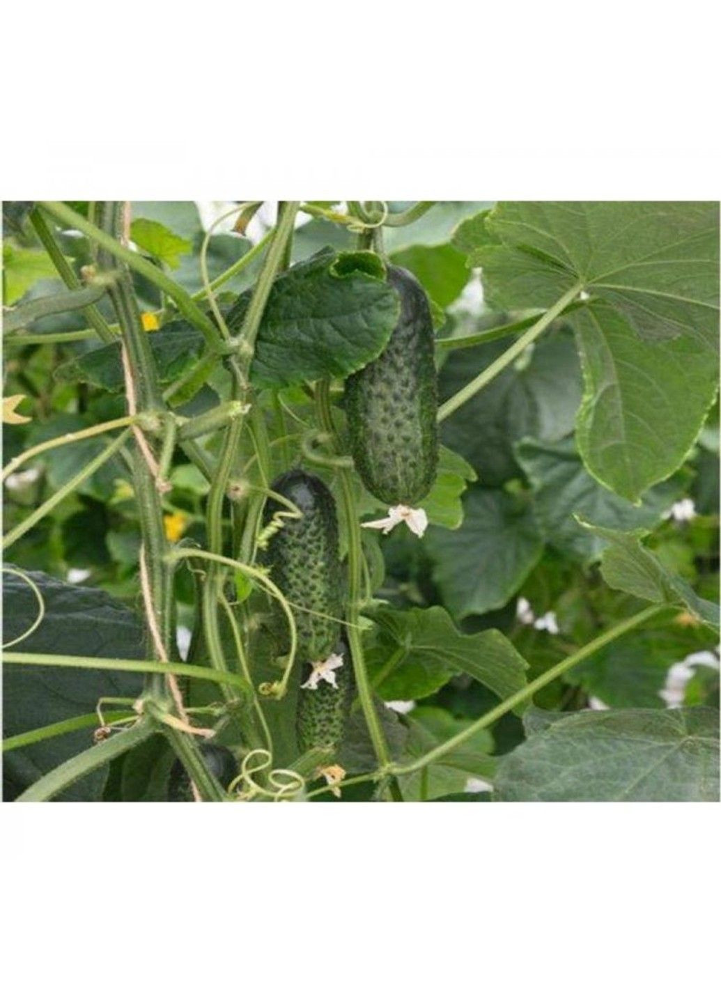 Насіння огірка Амарок F1 Bejo Zaden (333036029)
