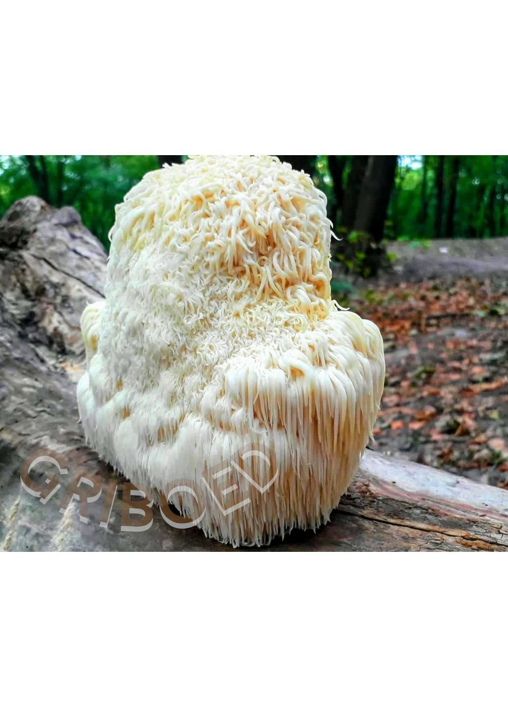 400 грамм - Ежевик гребенчатый "ЗОЛОТАЯ ЛИНИЯ". МАКСИМАЛЬНЫЙ ЭФФЕКТ! Сухой и перемолотый. GRIBOED Їжовик гребінчастий (372642887)