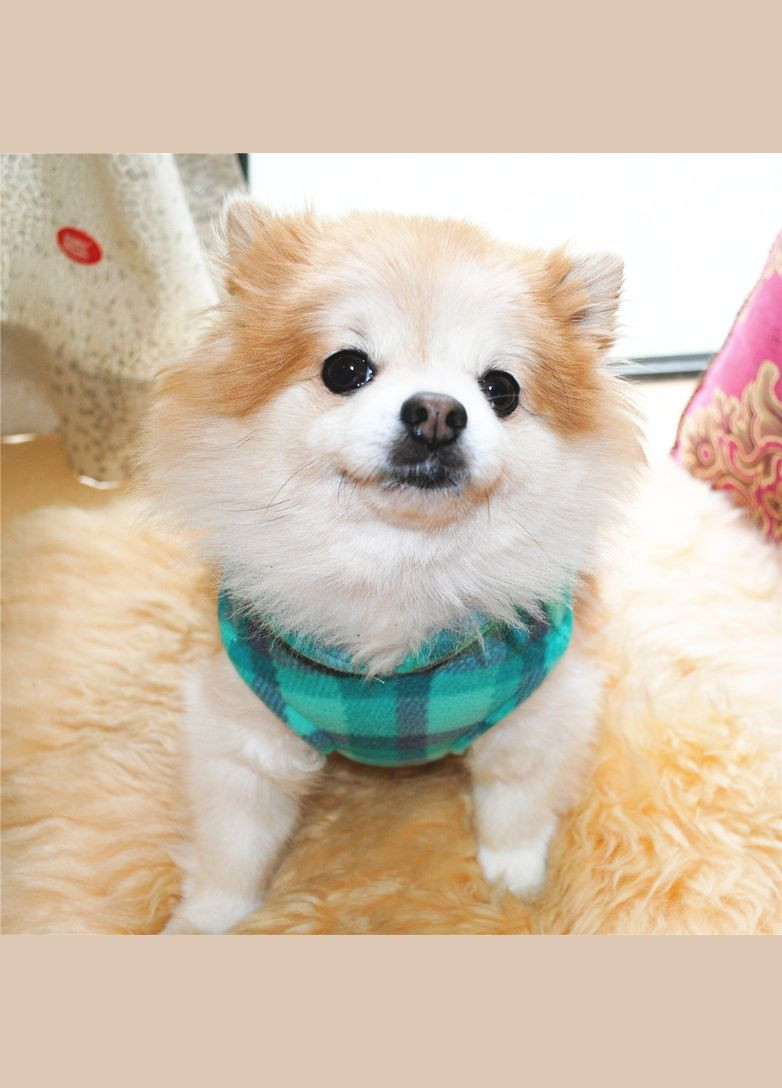 Жилетка для котів з кільцем Pet Style "Клітинка" Блакитна S No Brand - (323235366)