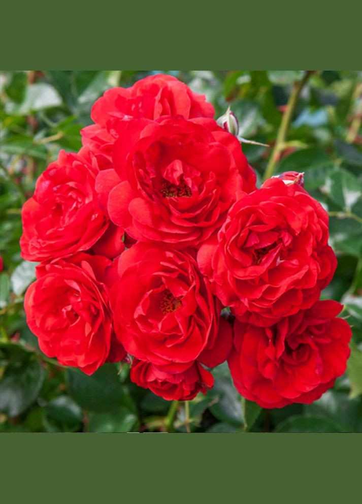 Саджанці грунтопокривних троянд Скарлет Мейяндекор Садовий-Розмай (301221195)