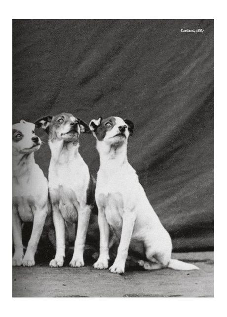 Книга The Dog in Photography 1839-Today (9783836567473) Taschen (364656393)