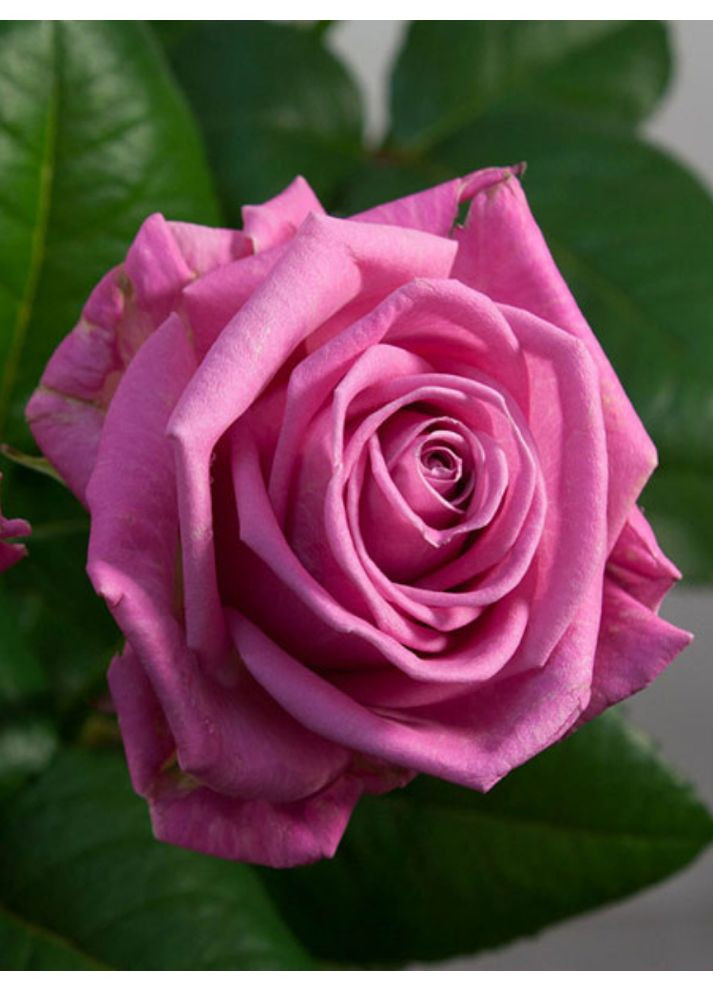 Роза чайно-гибридная Aqua No Brand (364534838)