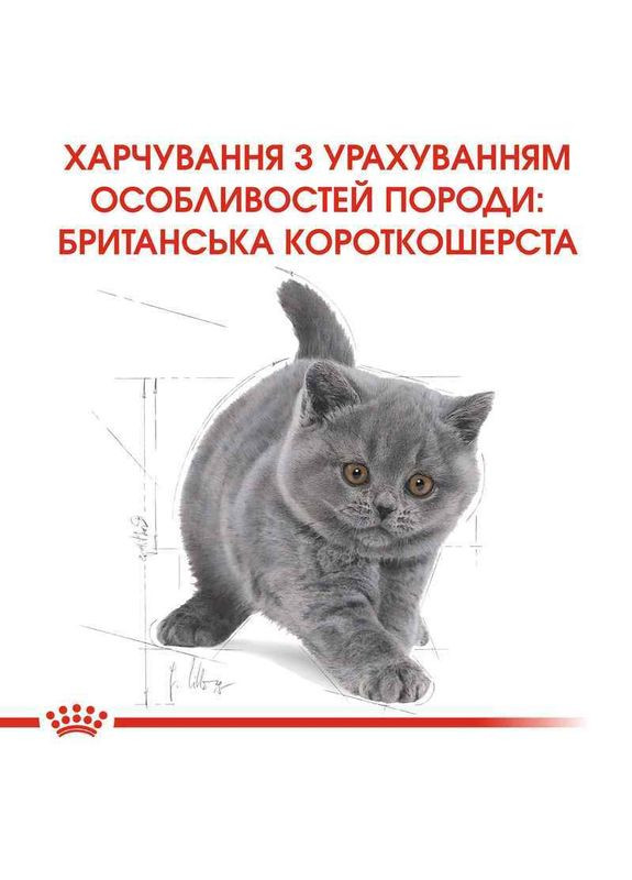 Сухой корм Kitten British Shorthair для котят породы британская короткошерстная 10 кг Royal Canin (278260512)