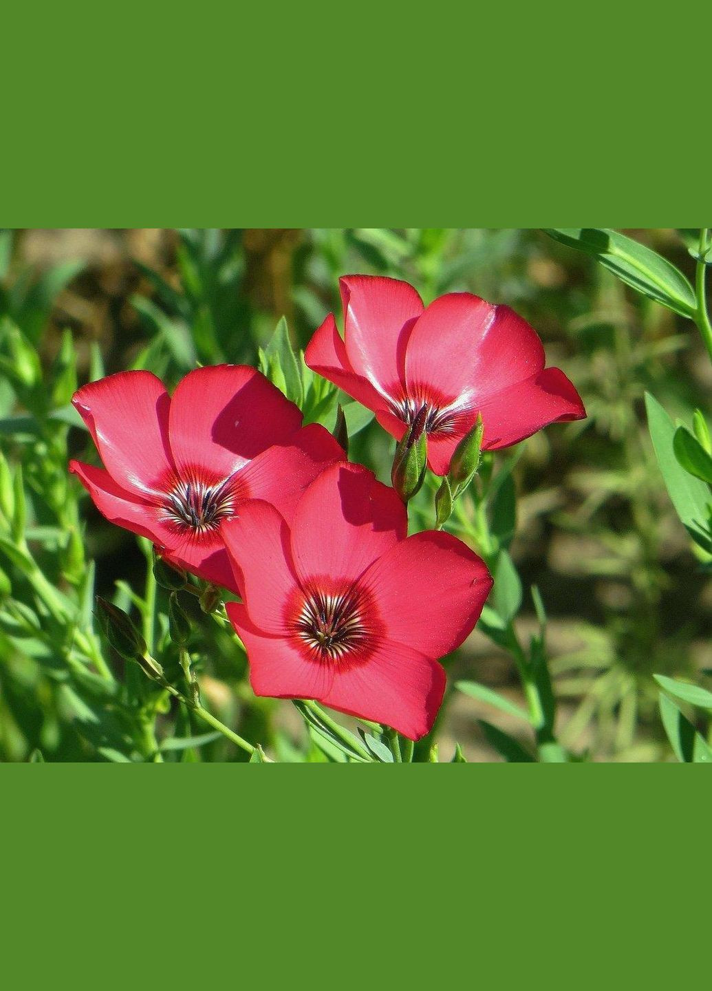 Семена цветов Лен красный ( ) 1 г Насіння країни (299897710)