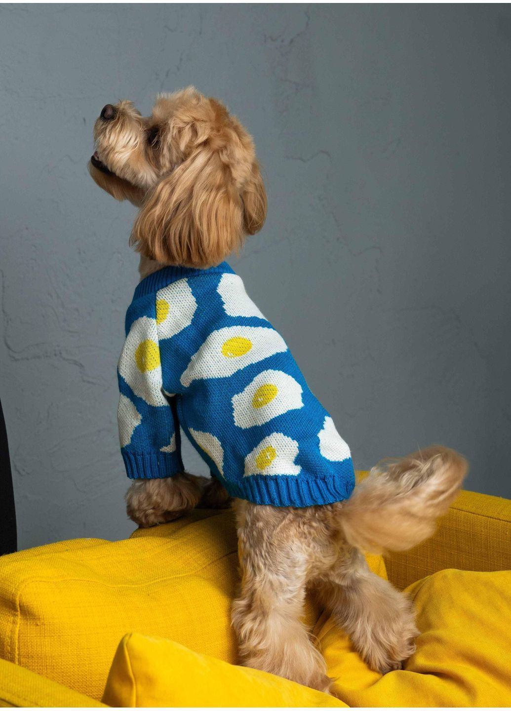 Свитер вязаный синий яичница Y-347 Размер 5 Dogs Bomba (370275839)