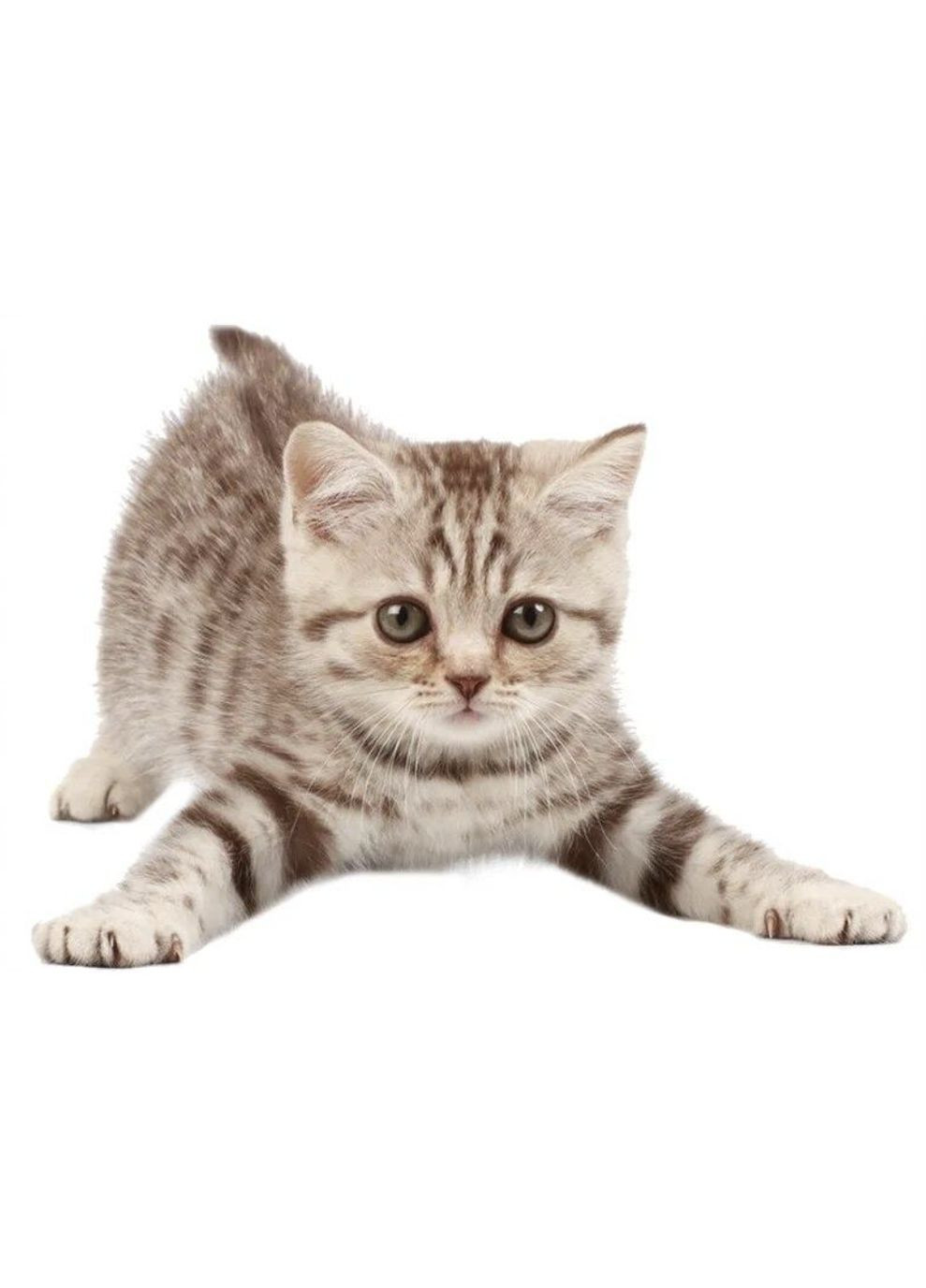 Наклейка 3D в туалет Котик KH-03 UKC (367958657)