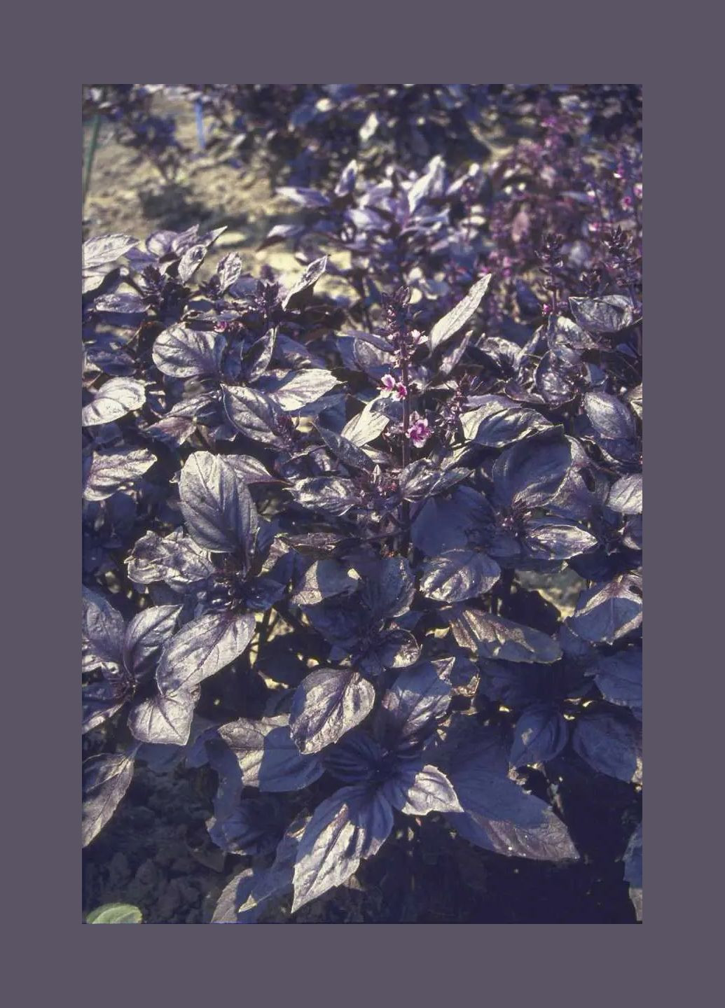 Семена пряные травы базилик фиолетовый Опал 0,25г No Brand (364316160)