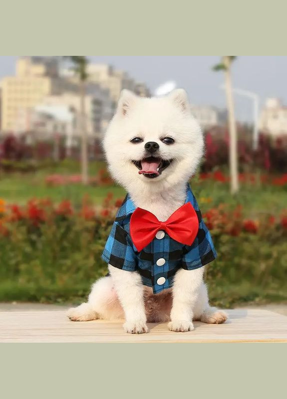 Сорочка для собак у клітку з метеликом синя XXL No Brand (299840325)