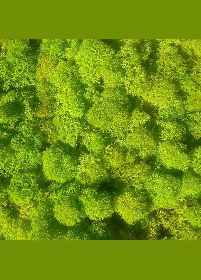 Очищений стабілізований мох ягель Зелений весняний 25 грам Nordic moss (276401161)