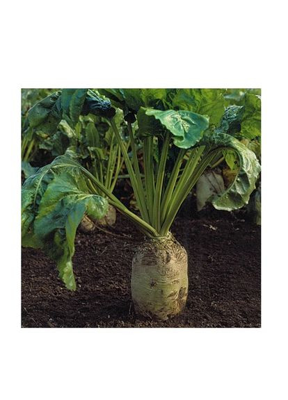 Насіння буряк кормовий Цeнтаур 0,5кг. No Brand (364316146)