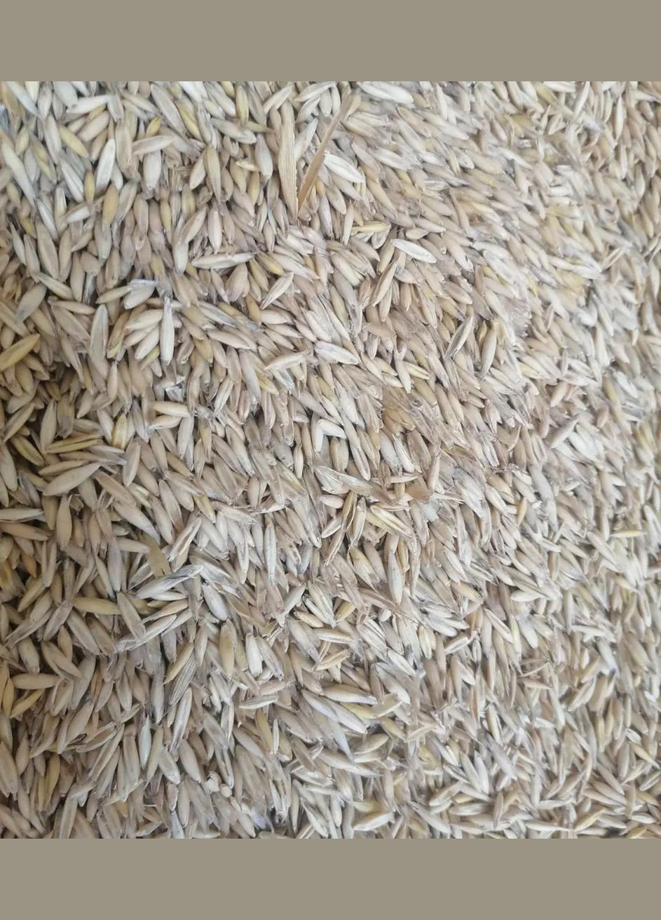 Овес 1кг ZernoTrade (335976067)