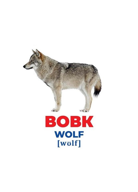 Набір розвиваючих карток Геній з пелюшок "Тварини України" Ранок 10107192У, 17 карток Ranok Creative (311291204)