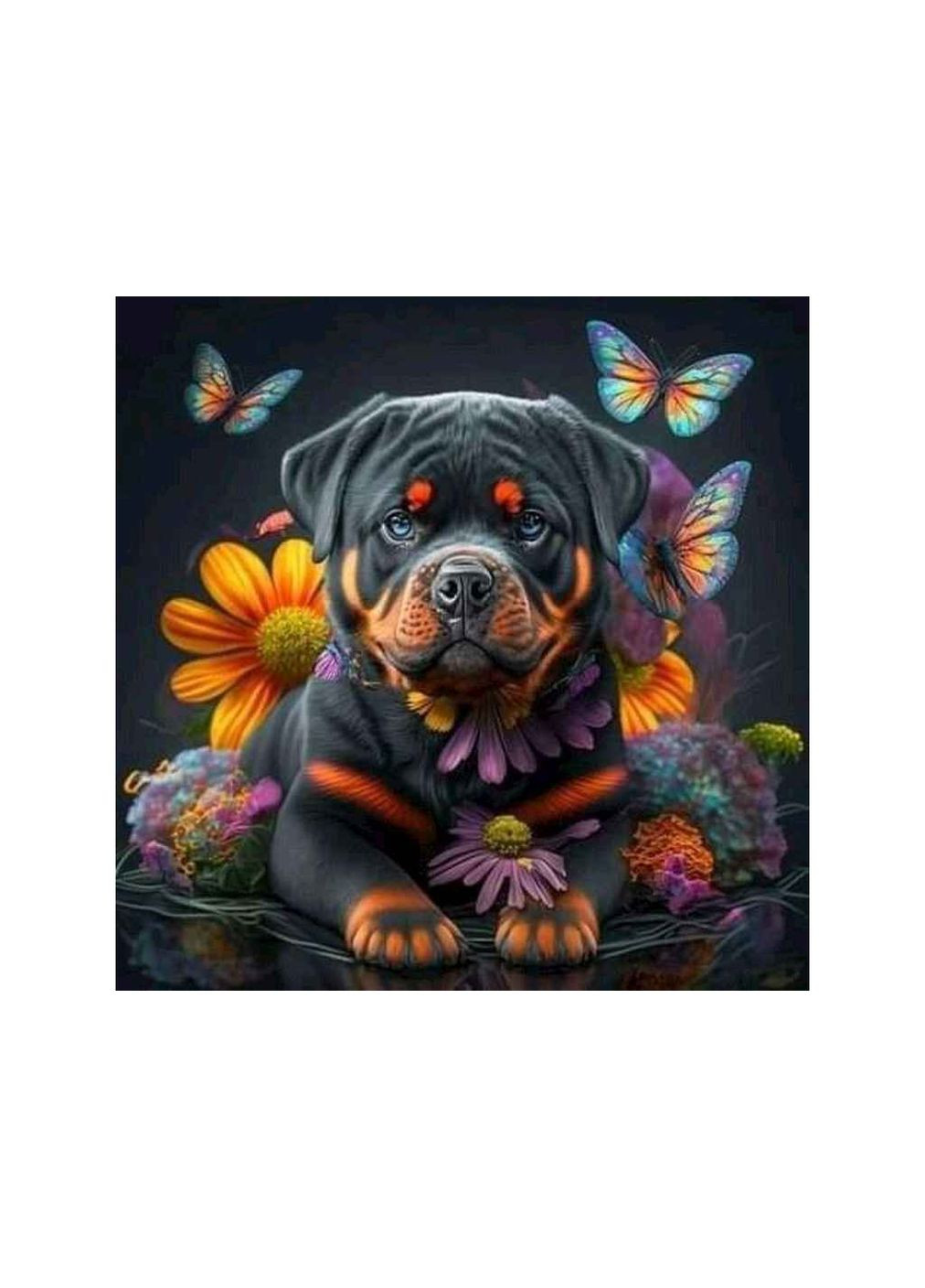 Набор для росписи по номерам "Яркий ротвейлер" 40х40см на черном фоне AV4040-14 Strateg (354340234)