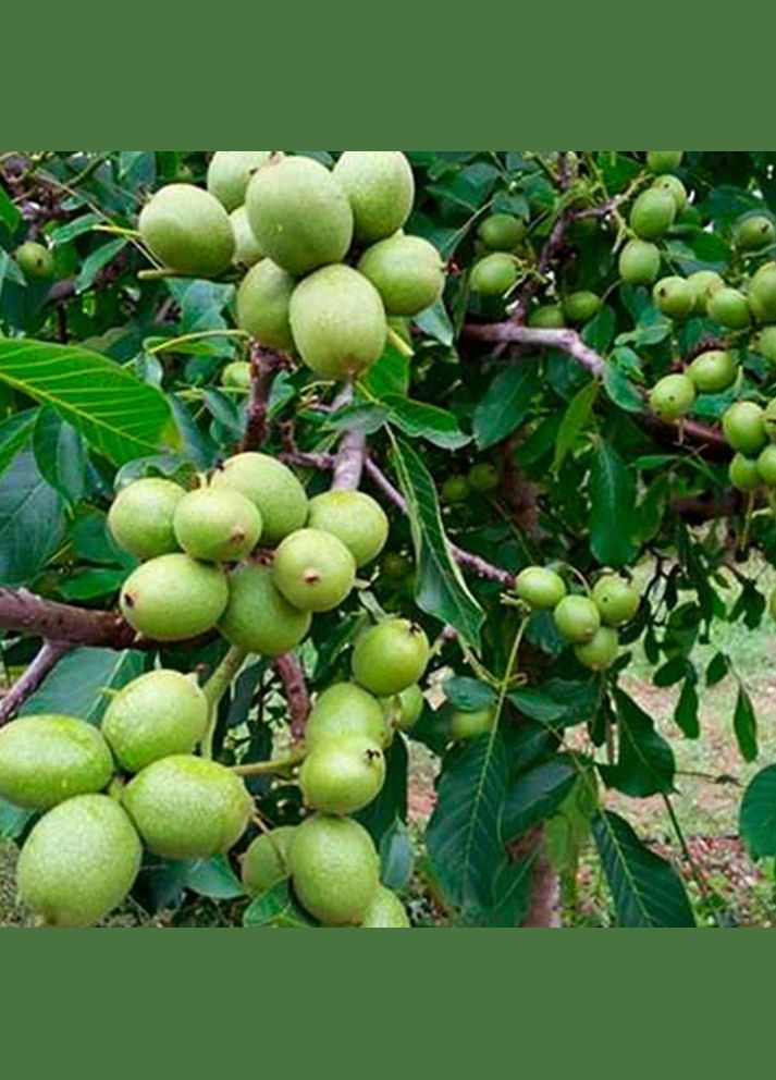 Саженцы грецкого ореха Алтай - 3-летний Садовий-Розмай (301221032)